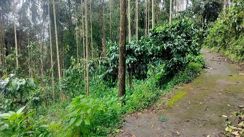 ₹40 Lac | 53 cents residential plot for sale in chunda wayanad