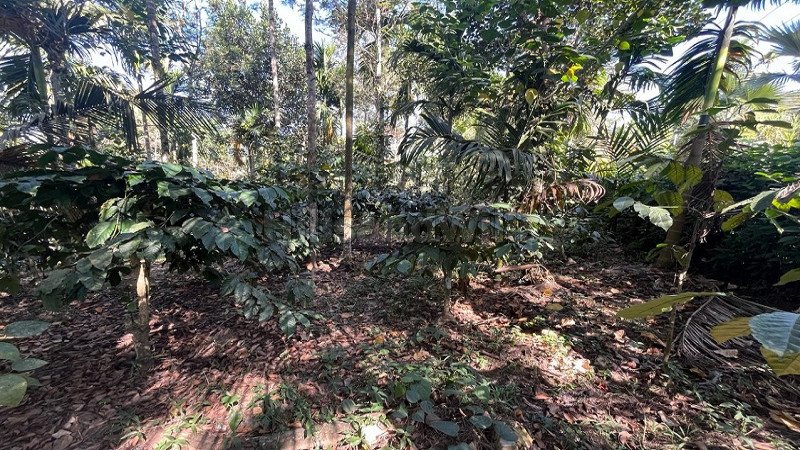 ₹4.50 Cr | 2 acres residential plot for sale  in sulthan bathery wayanad
