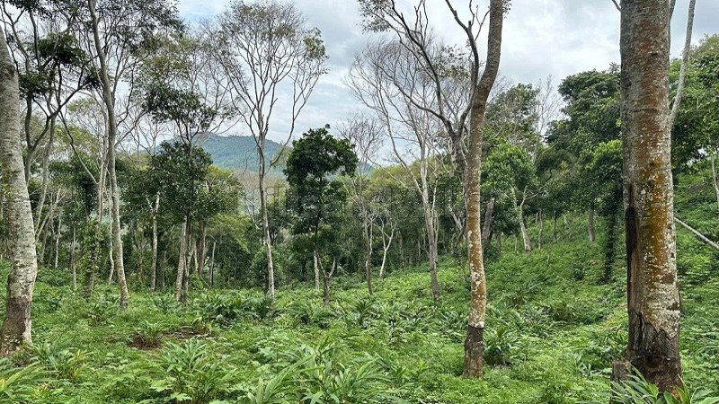 ₹30 Lac | 325 acres agriculture land for sale  in pandrimalai village kodaikanal