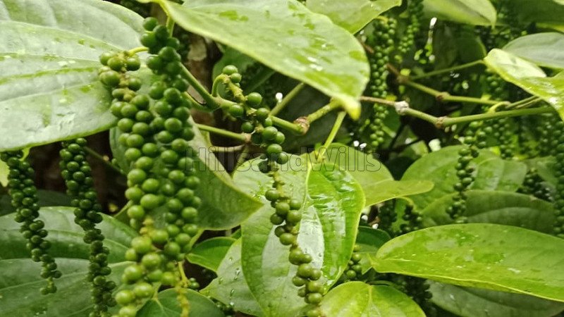 ₹2.40 Cr | 6 acres pepper estate for sale  in sorangadu gudalur
