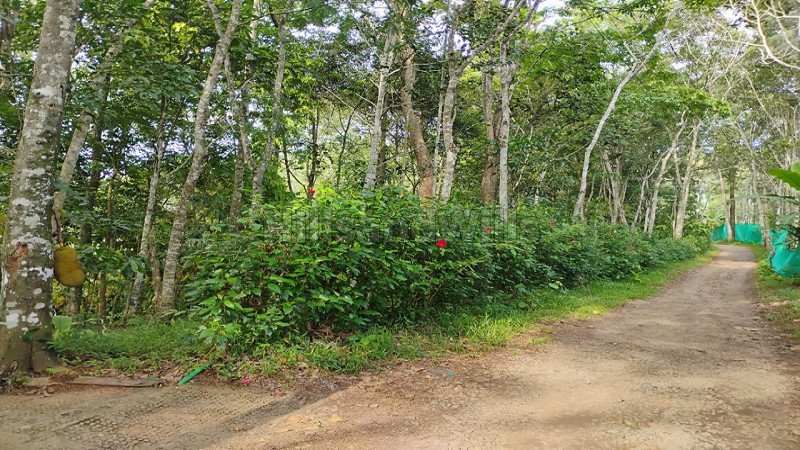 ₹1.90 Cr | 5 acres agriculture land for sale  in anachal munnar