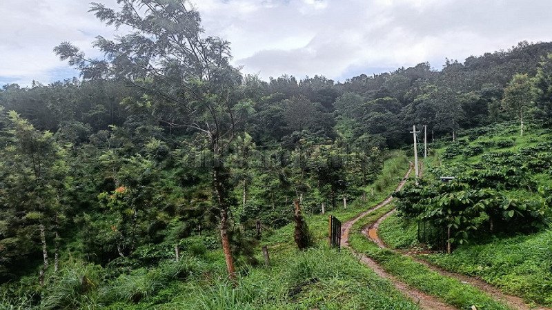 ₹30 Lac | 60 cents agriculture land for sale  in kottathara wayanad