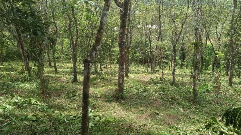 ₹30 Lac | 68 cents agriculture land for sale in manandhavady wayanad