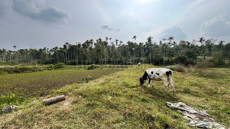 ₹55 Lac | 430 cents residential plot for sale  in pulpally wayanad