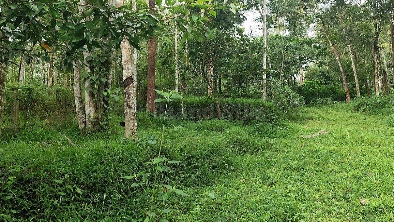 ₹40 Lac | 92 cents agriculture land for sale  in koleri wayanad