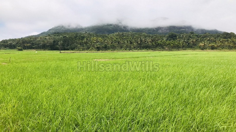 ₹12 Lac | 83 cents agriculture land for sale in ambalavayal wayanad