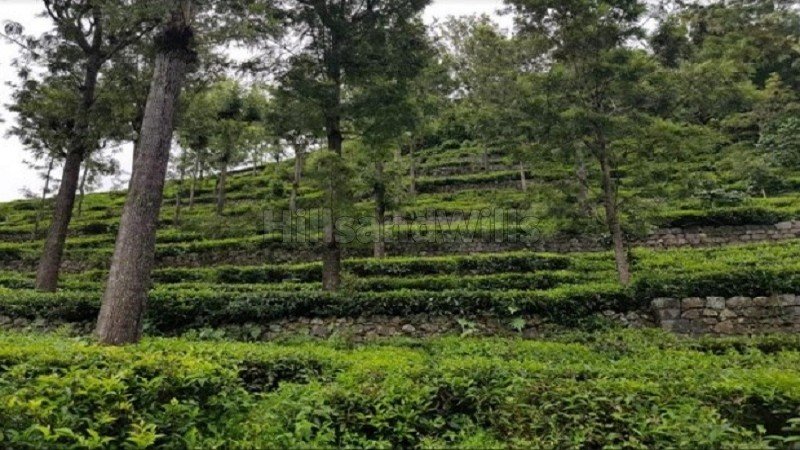 ₹3.25 Cr | 69 cents tea estate for sale  in konavakarai kotagiri