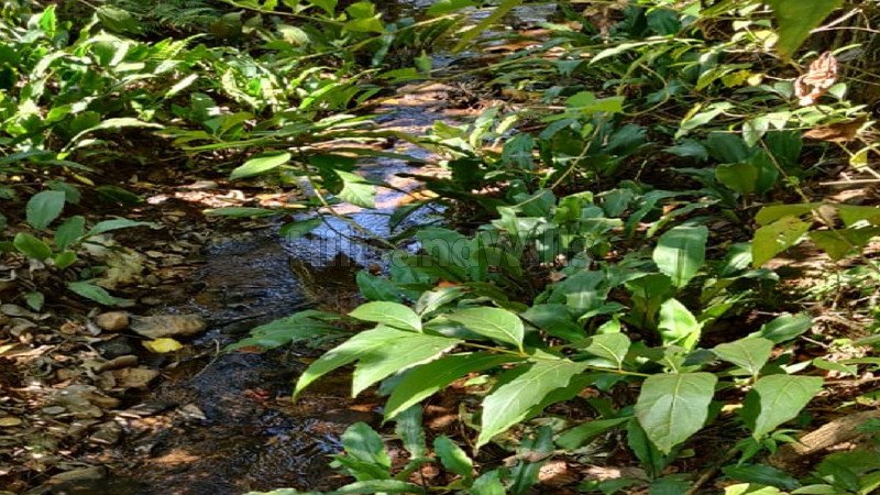 ₹2 Cr | 4 acres agriculture land for sale  in kalasa, samse chikmagalur
