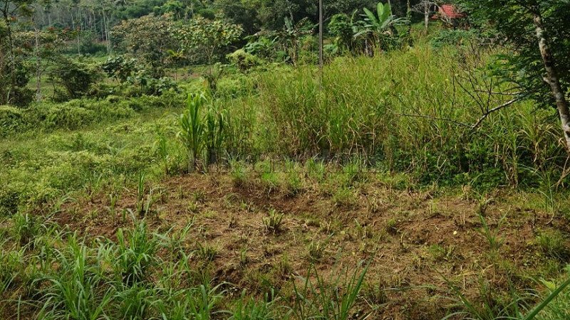 ₹90 Lac | 4 acres residential plot for sale  in valat wayanad