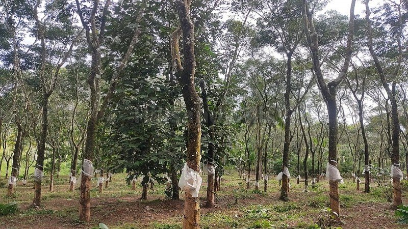 ₹45 Lac | 125 cents  agriculture land with rubber plantation for sale  in nadavayal wayanad