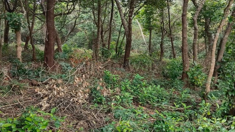 ₹65 Lac | 1.75 acres agriculture land for sale  in mudigere chikmagalur