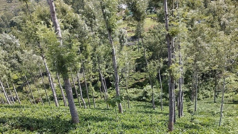 ₹4.92 Cr | 1.23 acres  tea plantation land for sale  in pandian nagar kotagiri