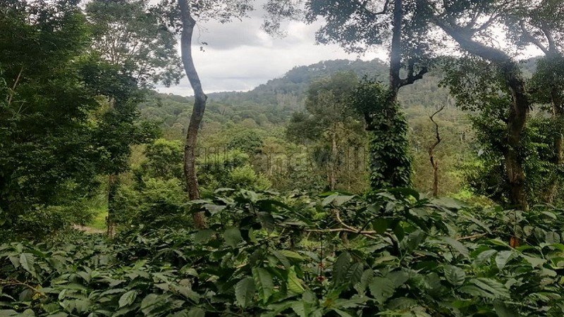 ₹7.50 Cr | 15 acres agriculture land for sale  in madikeri coorg