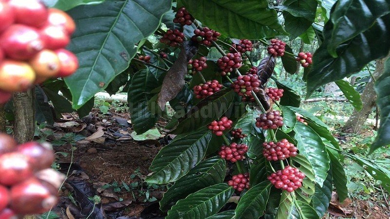 ₹8.40 Cr | 30 acres coffee estate for sale  in madikeri taluk coorg