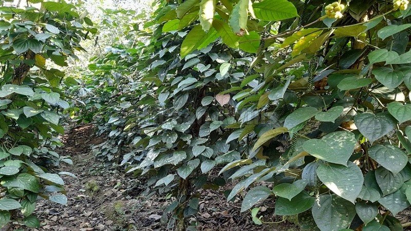 ₹1.50 Cr | 60 cents pepper plantation with house for sale in marykulam idukki