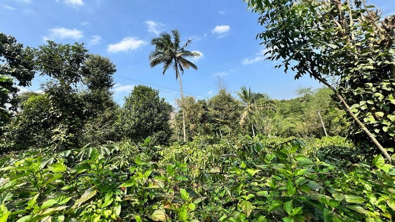 ₹60 Lac | 2bhk farm house for sale  in panamaram wayanad