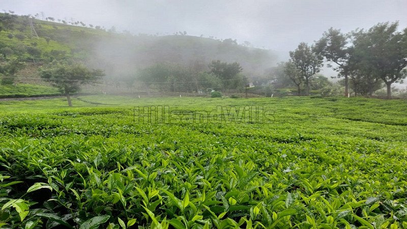 ₹250 Cr | 570 acres tea estate for sale  in coonoor