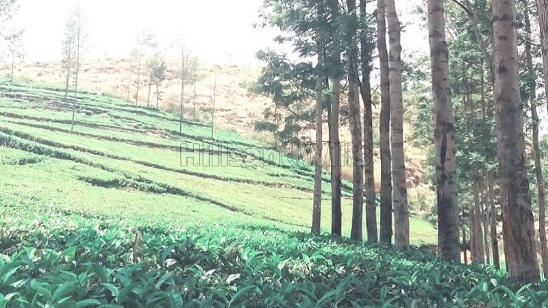 ₹16.80 Cr | 28 acres agriculture land for sale in kotagiri