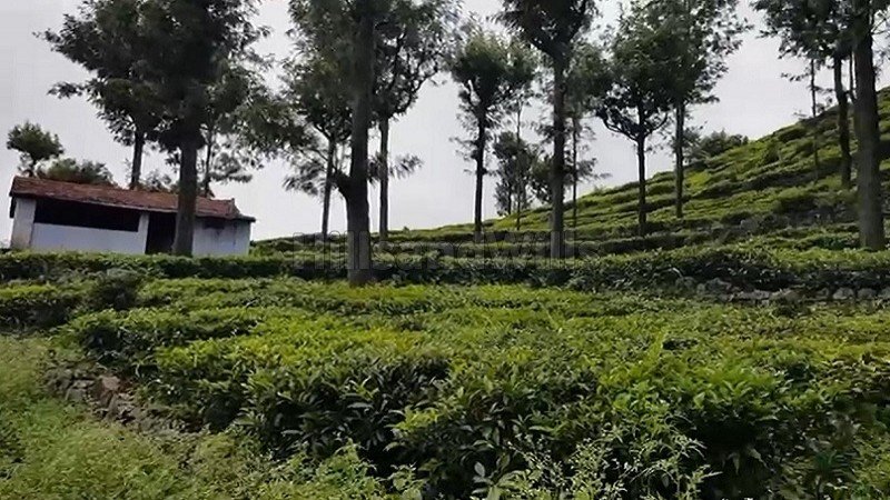 ₹3.25 Cr | 69 cents tea estate for sale  in konavakarai kotagiri