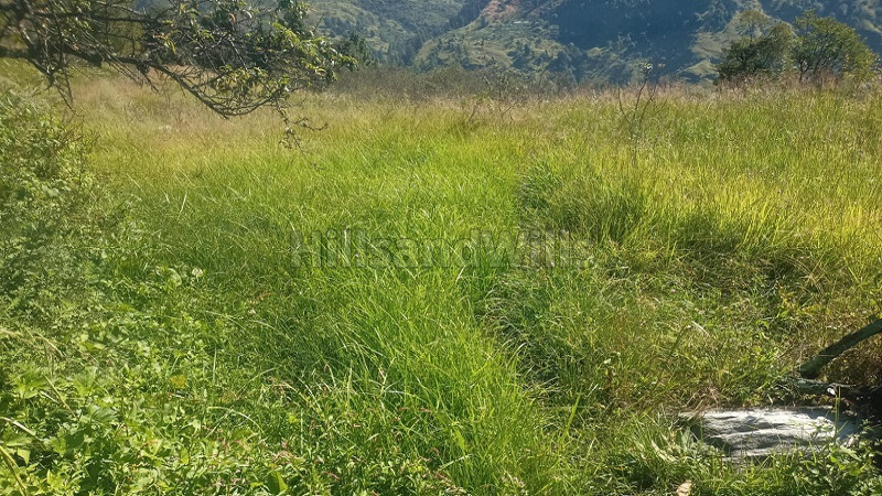₹12 Lac | 3 bigha agriculture land for sale in rampur bushahr shimla