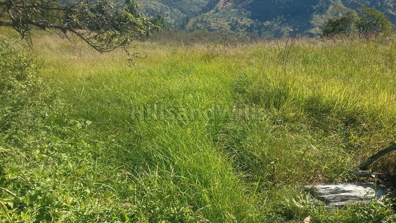 ₹12 Lac | 3 bigha agriculture land for sale  in rampur bushahr shimla