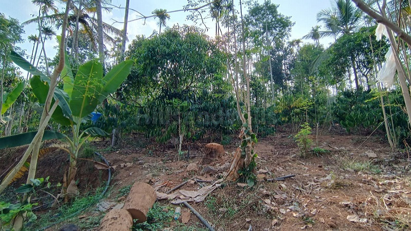 ₹35 Lac | 1 acres residential plot for sale in bathery wayanad