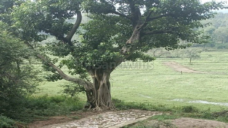 ₹1.84 Cr | 4.12 kanal agriculture land for sale  in gharoh, dharamshala himachal pradesh