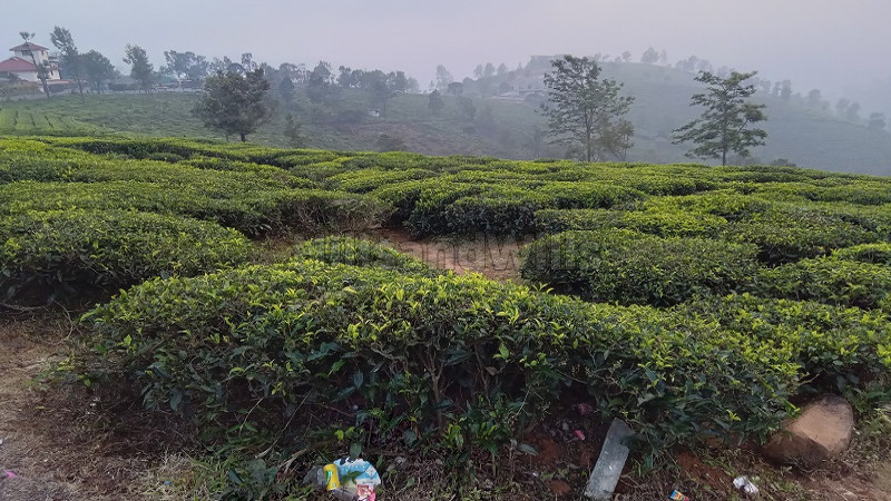 ₹1.05 Cr | 30 cents residential plot for sale in carolina estate area coonoor