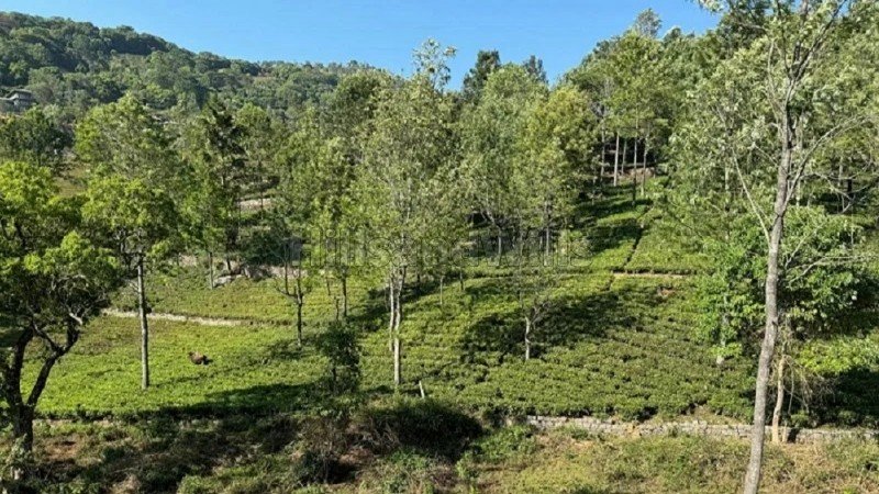 ₹3.50 Cr | 1 acres agriculture land for sale  in kotagiri