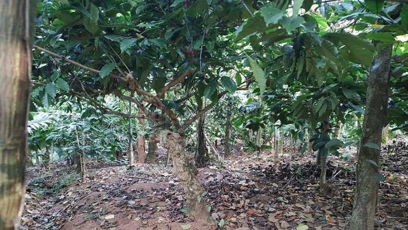 ₹30 Lac | 3bhk farm house for sale  in erumad gudalur