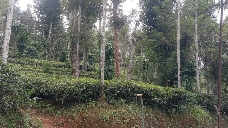 ₹20 Lac | 1 acres tea estate for sale  in muthirakolly, bitherkad gudalur