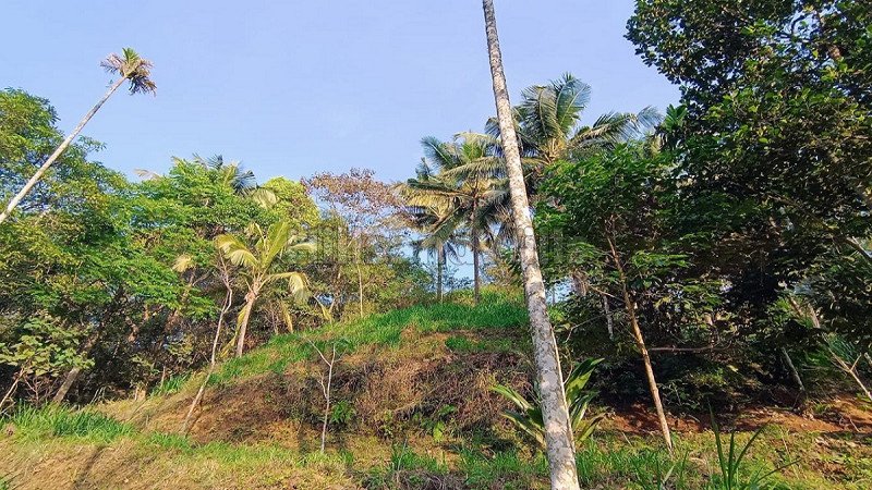 ₹60 Lac | 2 acres residential plot for sale  in mananthavady wayanad