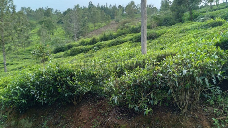 ₹36 Lac | 24 cents agriculture land for sale in kunnihatty kotagiri