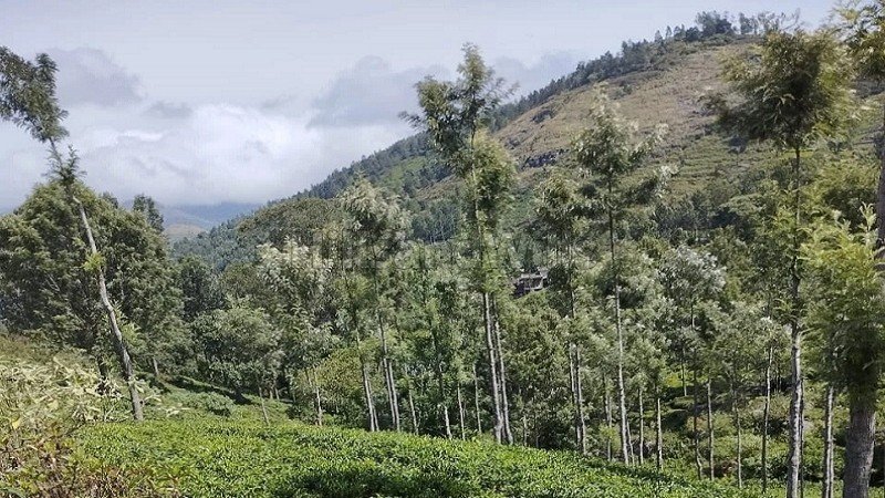 ₹4.92 Cr | 1.23 acres  tea plantation land for sale  in pandian nagar kotagiri
