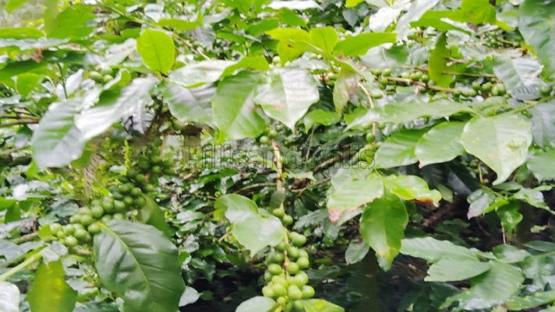 ₹83.25 Cr | 592 acres coffee estate for sale  in kemmanagundi chikmagalur