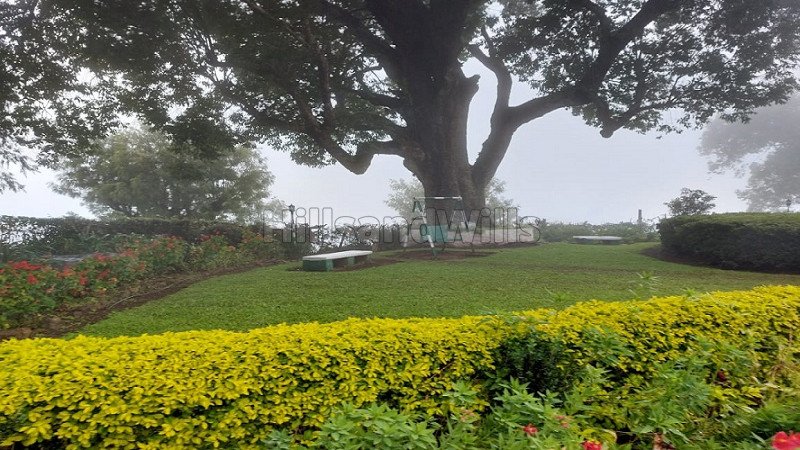 ₹250 Cr | 570 acres tea estate for sale  in coonoor