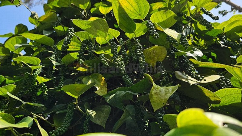 ₹45.90 Cr | 170 acres pepper & cardamom estate for sale  in kodaikanal