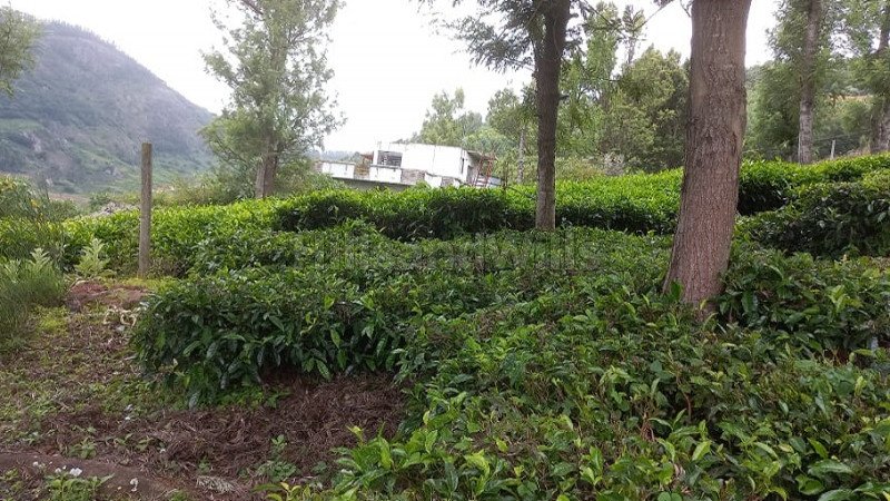 ₹36 Lac | 12 cents residential plot for sale  in thumanatty ooty