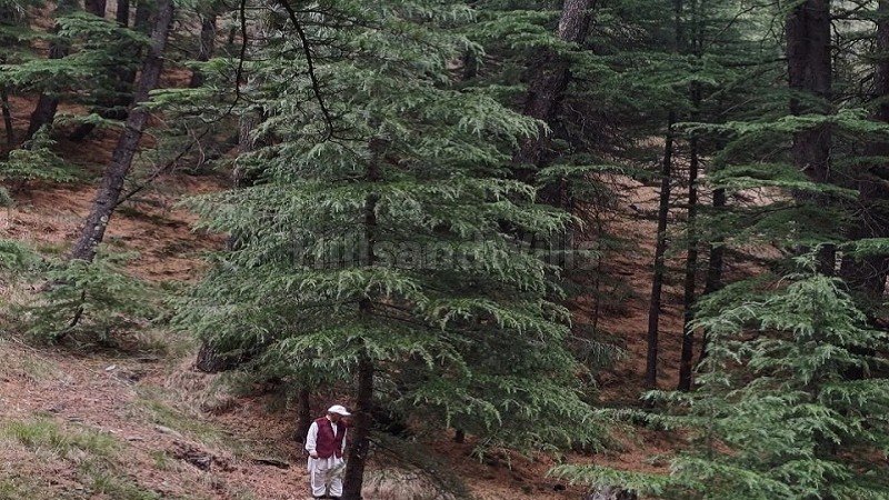 ₹1.38 Cr | 19 biswa commerical land for sale  near main market narkanda nh-5, shimla