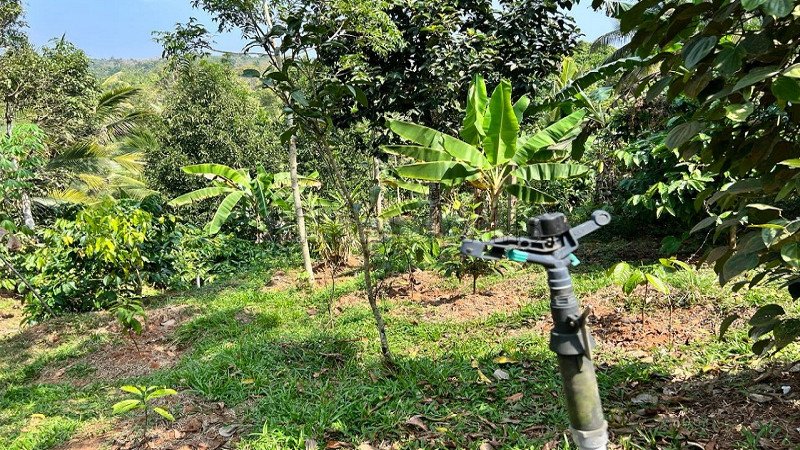 ₹60 Lac | 2bhk farm house for sale  in panamaram wayanad