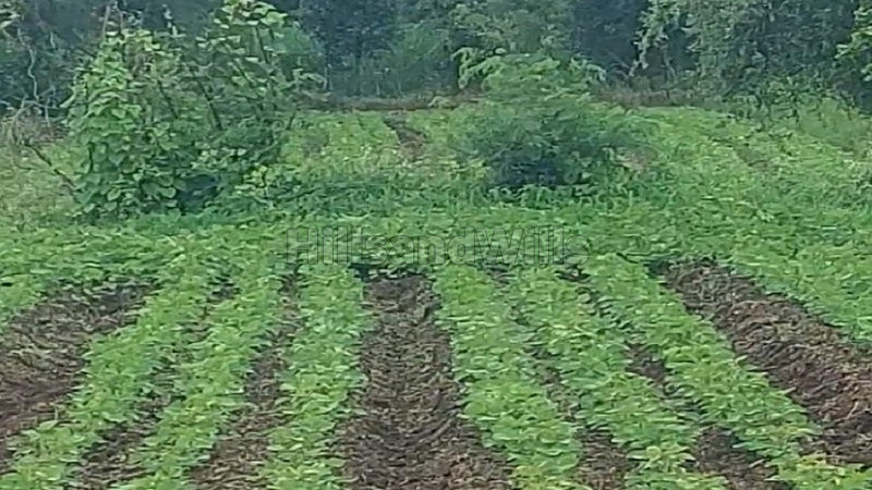 ₹33 Lac | 25 guntha agriculture land for sale in wai mahabaleshwar