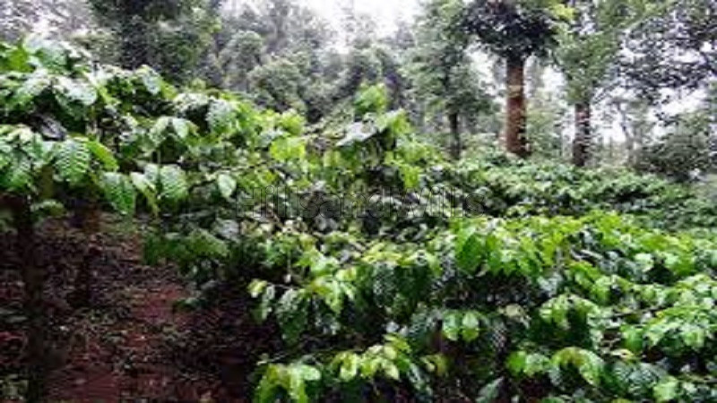 ₹45 Lac | 1.60 acres agriculture land for sale in bhagamandala coorg