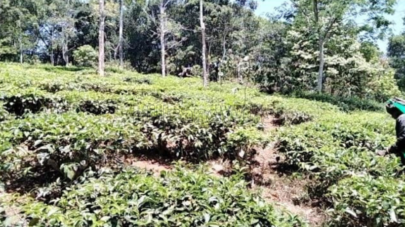 ₹40 Lac | 2 acres agriculture land for sale  in kaiyunni gudalur
