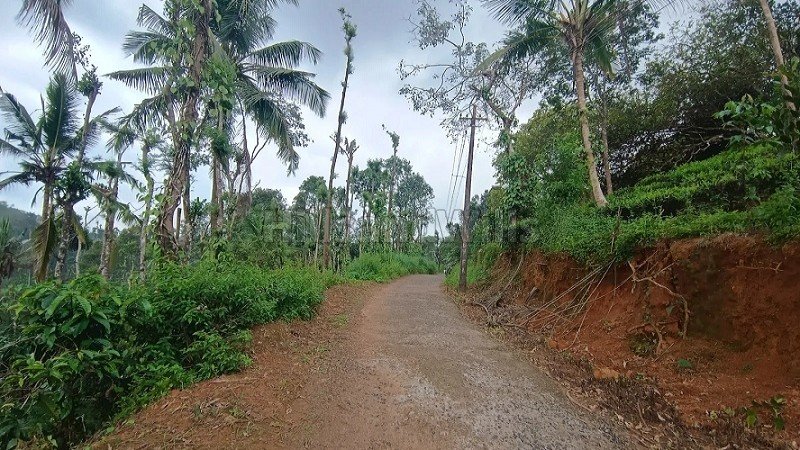 ₹56 Lac | 2 acres coffee estate for sale  in karimani wayanad