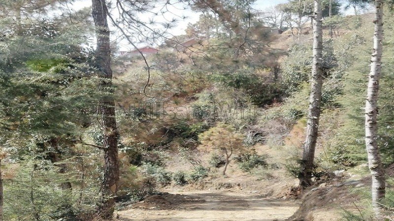 ₹1 Lac | 15 biswa residential plot for lease  in chail shimla