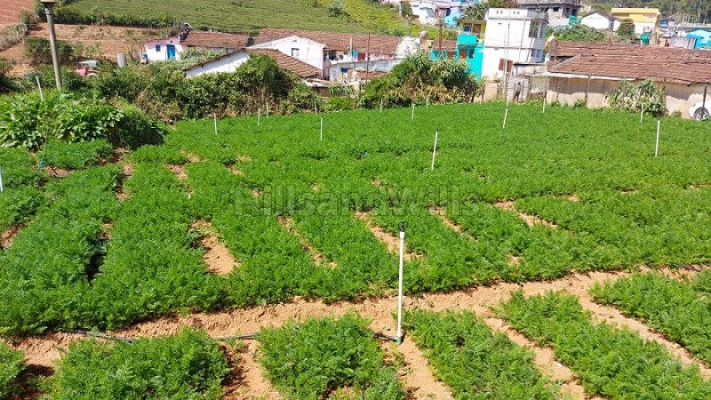 ₹3 Cr | 33 cents agriculture land for sale  in muthorai palada ooty