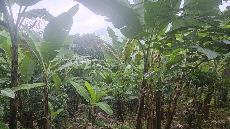 ₹7.26 Cr | 22 acres agriculture land for sale  in vadakavunji kodaikanal