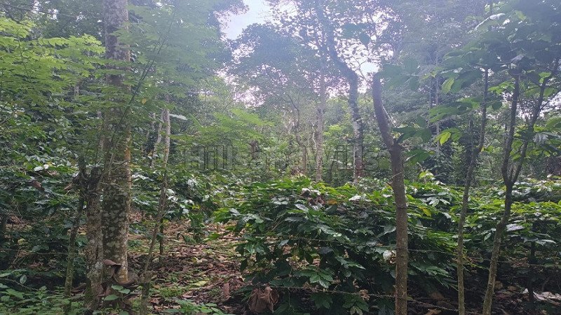 ₹40 Lac | 3 acres agriculture land for sale  in kilakkuchettipatti kodaikanal