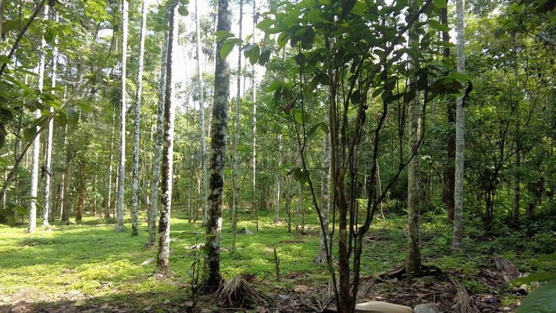 ₹56 Lac | 80 cents residential plot for sale  in pulpally wayanad