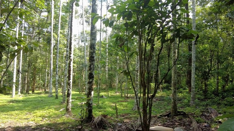 ₹56 Lac | 80 cents residential plot for sale in pulpally wayanad